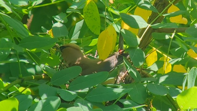 Cedar Waxwing - ML595794091