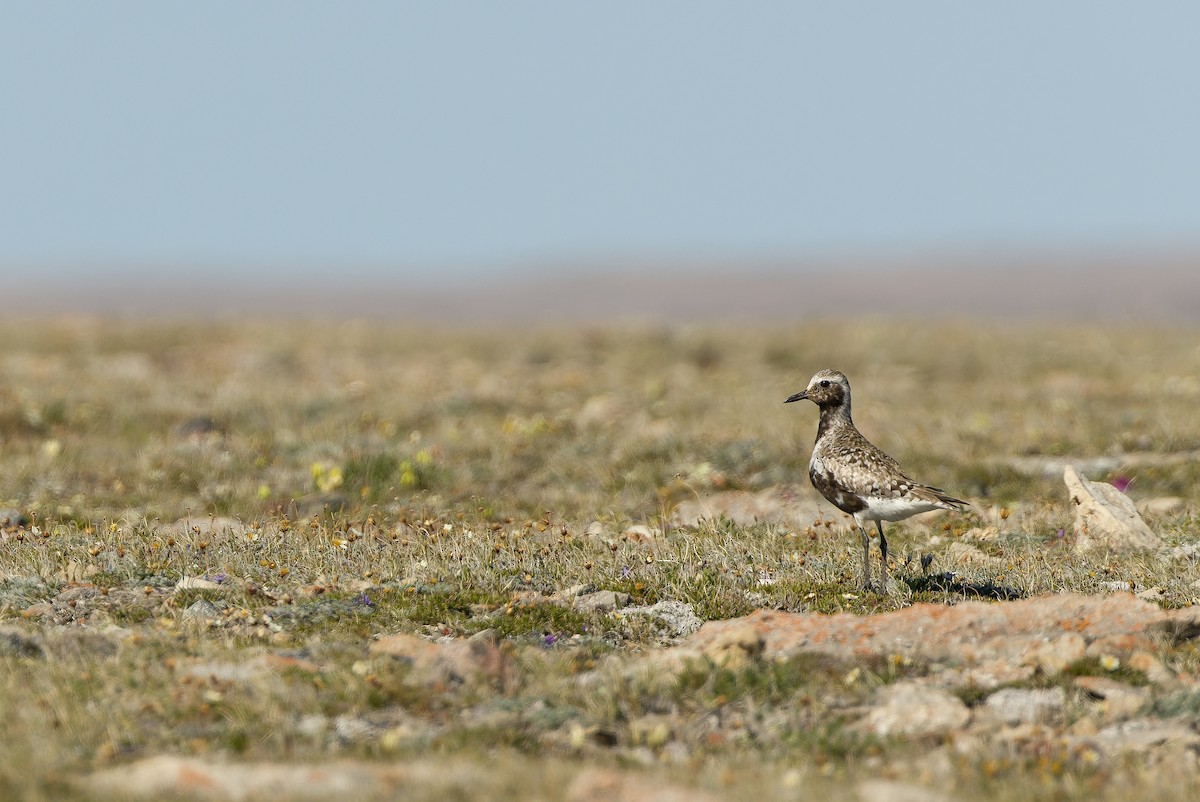 Black-bellied Plover - ML595794261