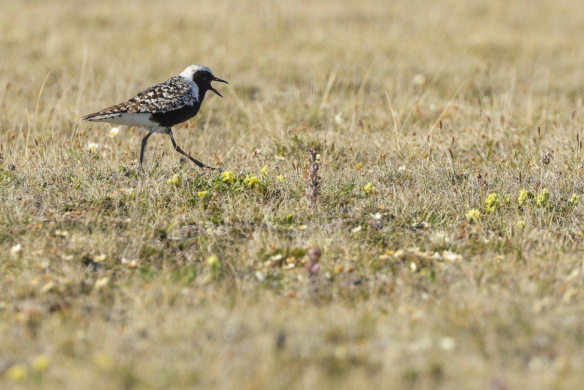 Black-bellied Plover - ML595794271