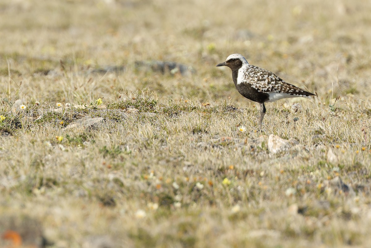 Black-bellied Plover - ML595794291