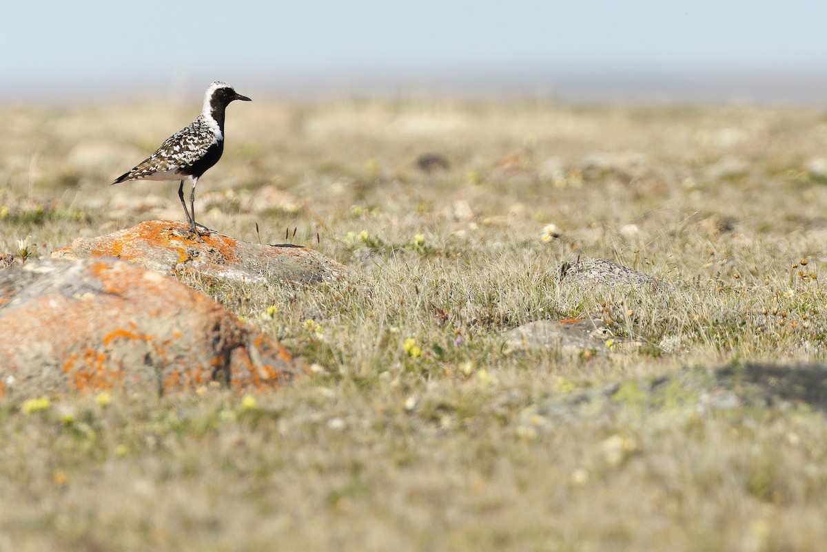 Black-bellied Plover - ML595794301