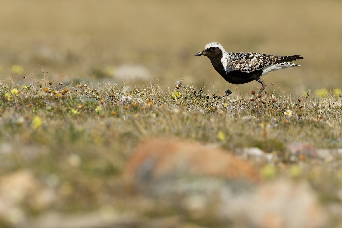 Black-bellied Plover - ML595794311