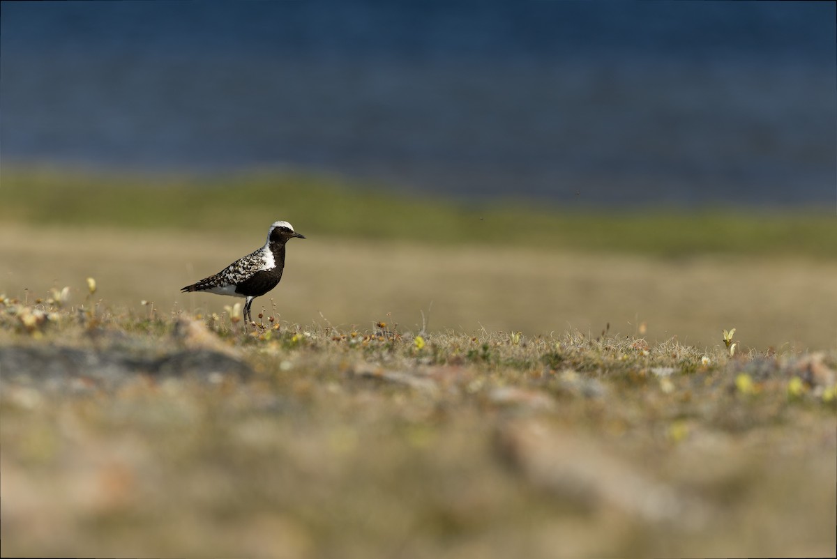 Black-bellied Plover - ML595794321