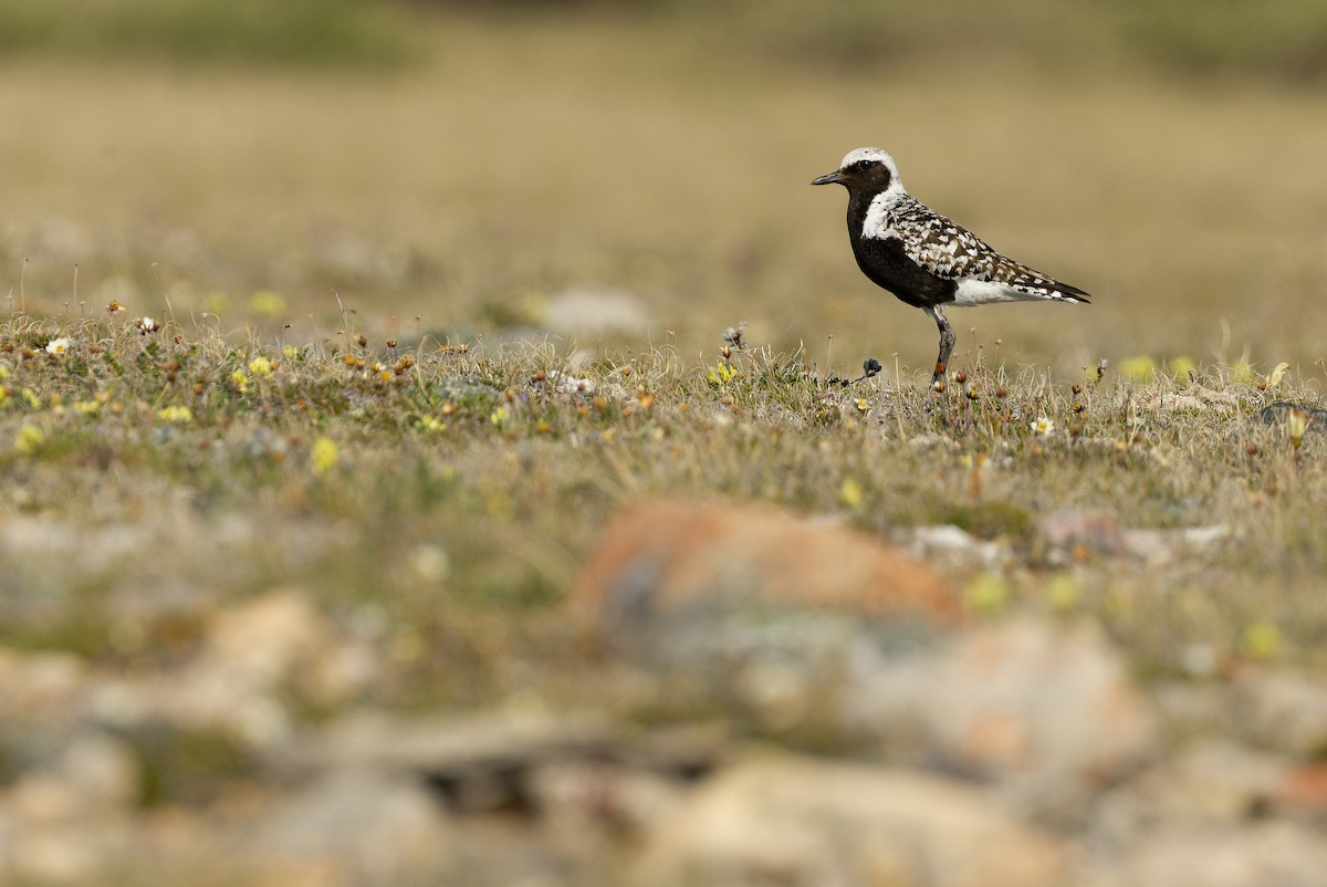 Black-bellied Plover - ML595794331