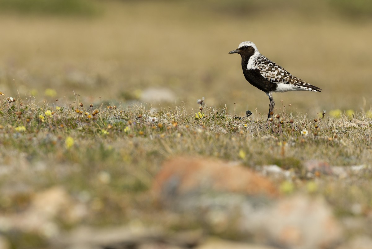 Black-bellied Plover - ML595794341