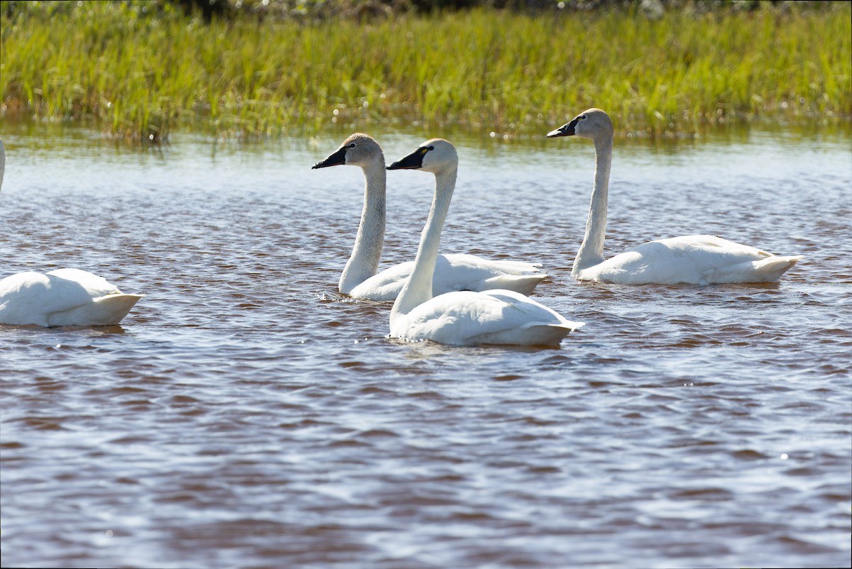 Tundra Swan - Joachim Bertrands