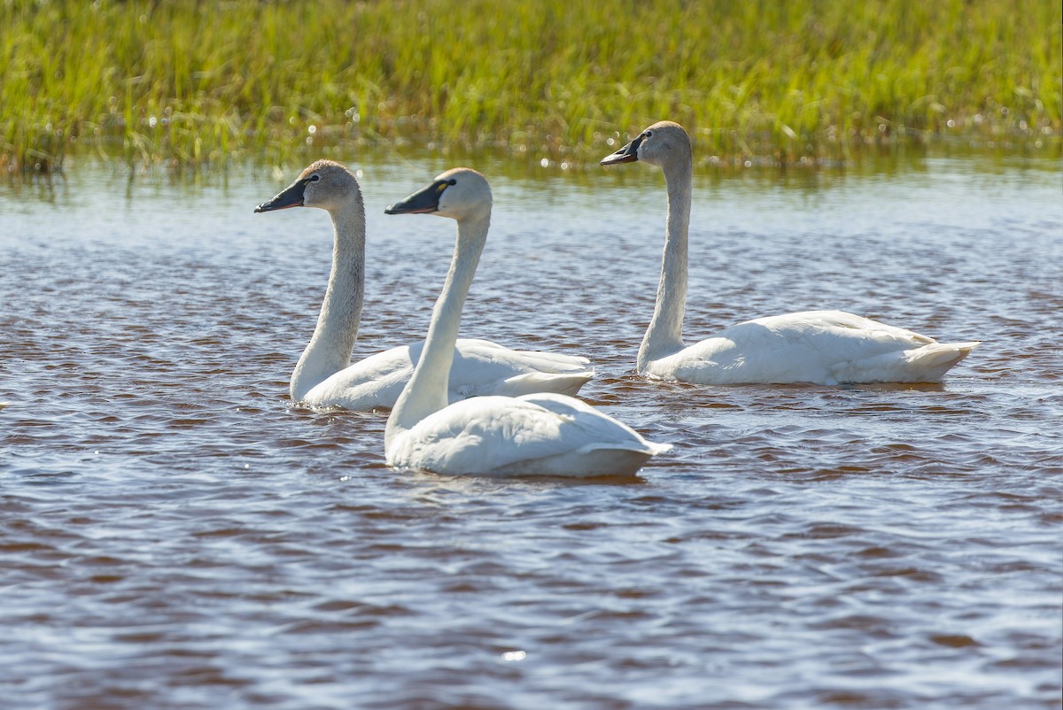 Tundra Swan - ML595794551