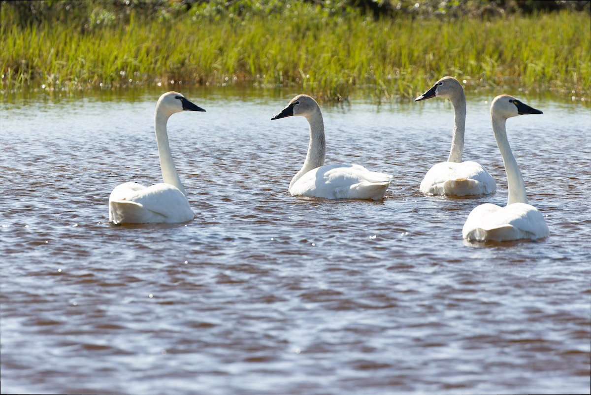 Tundra Swan - ML595794561