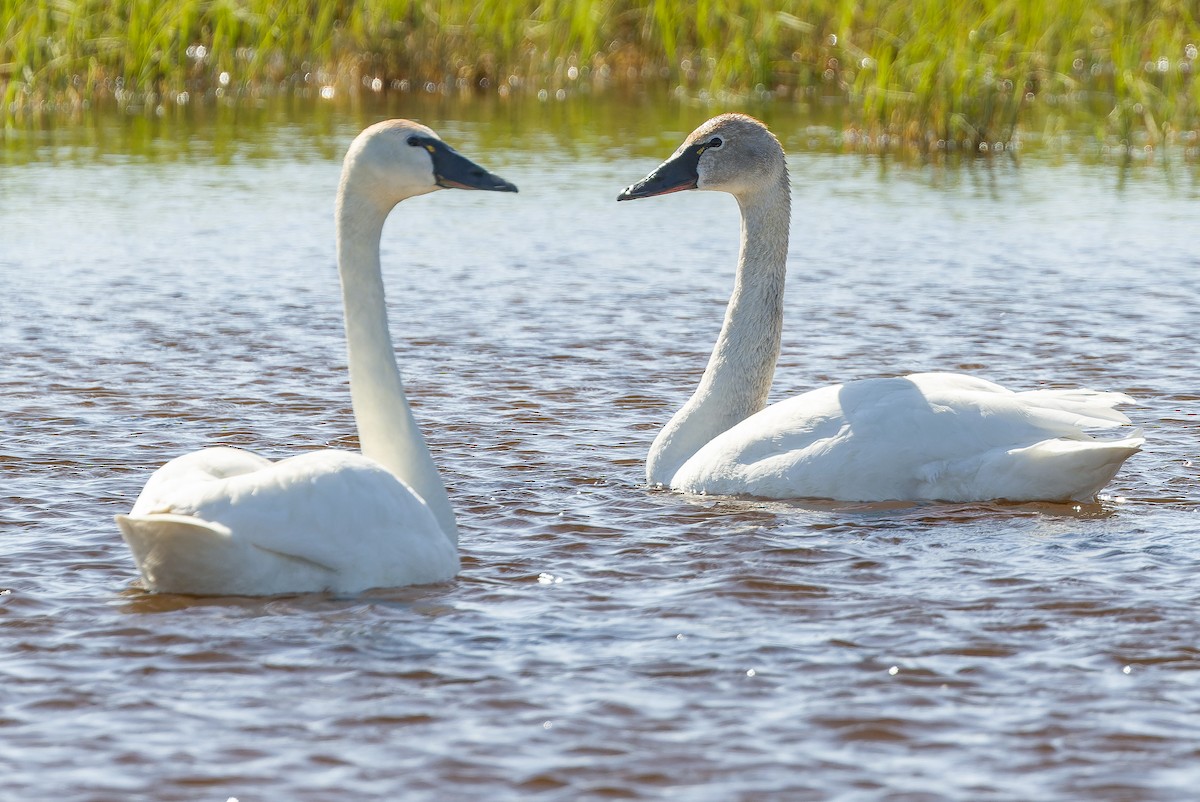 Tundra Swan - Joachim Bertrands