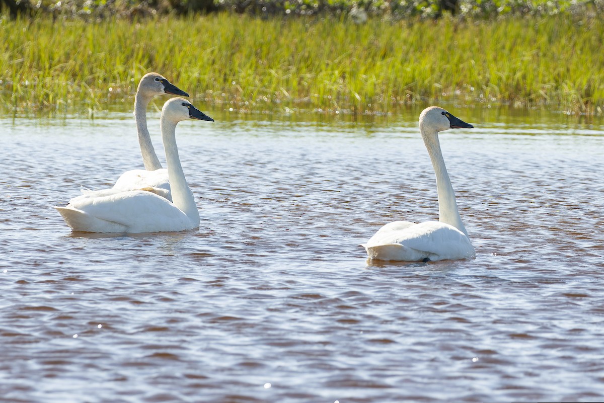 Tundra Swan - ML595794581