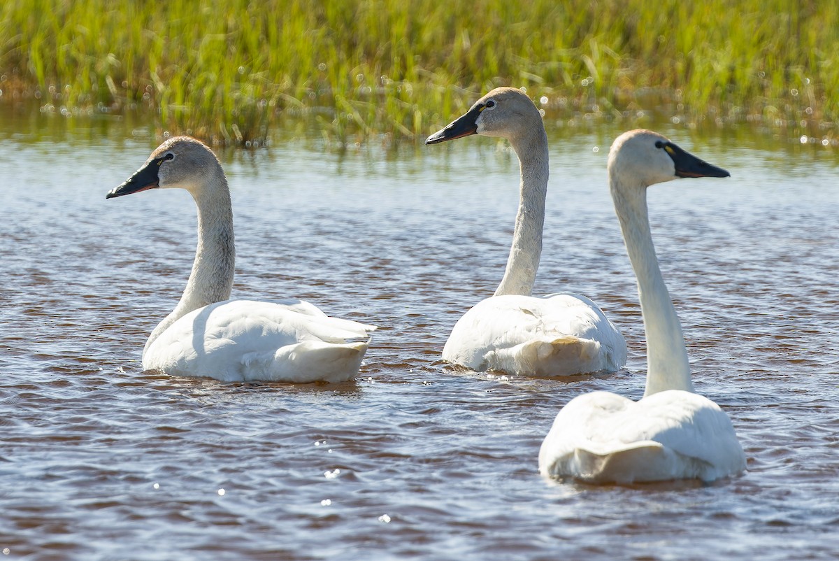 Tundra Swan - ML595794591