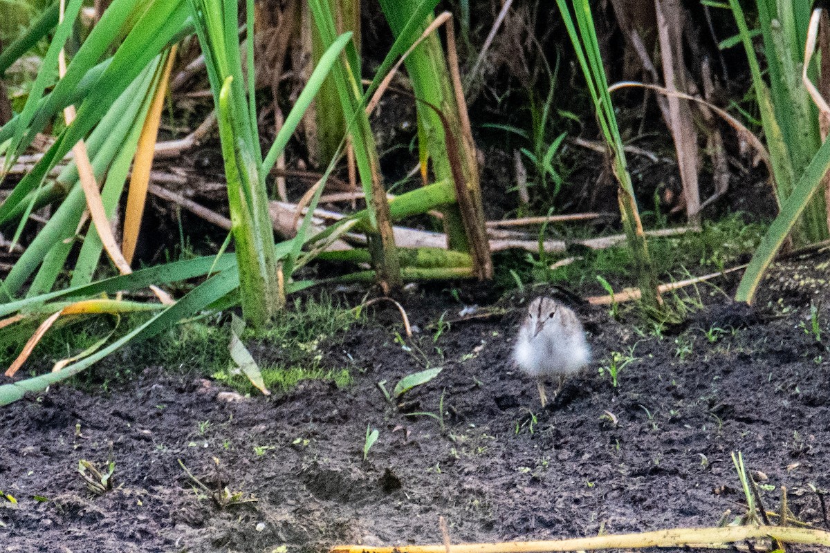 Spotted Sandpiper - ML595794721