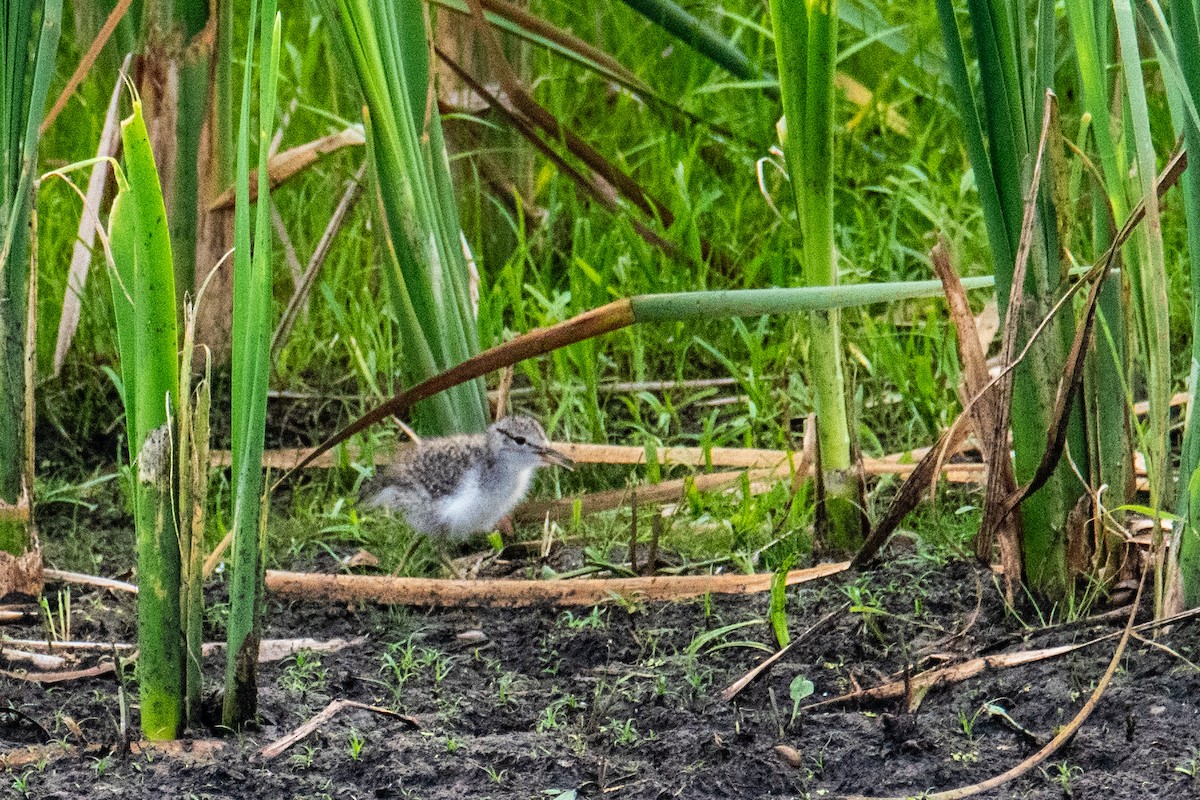 Spotted Sandpiper - ML595794741