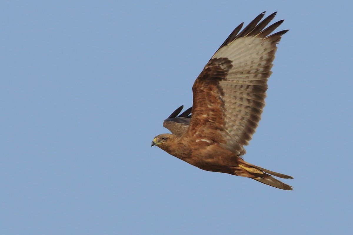 Common Buzzard (Steppe) - Sérgio Correia