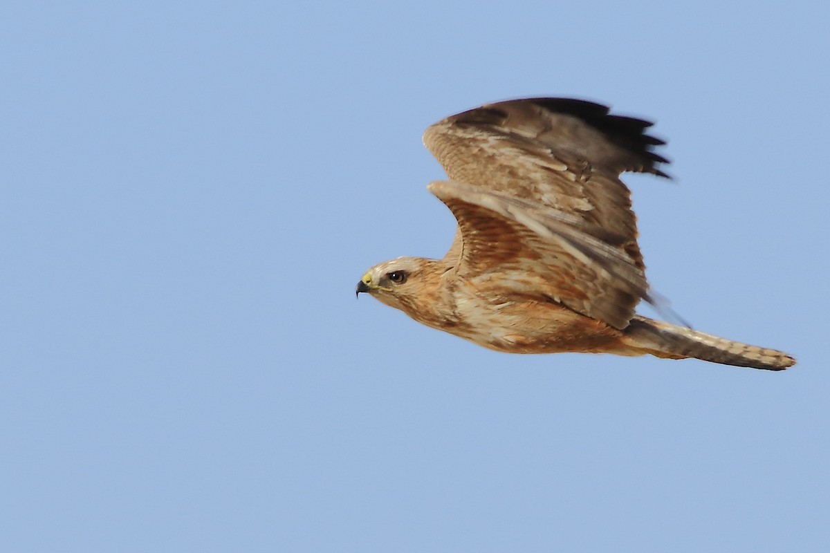 Common Buzzard (Steppe) - ML59579501