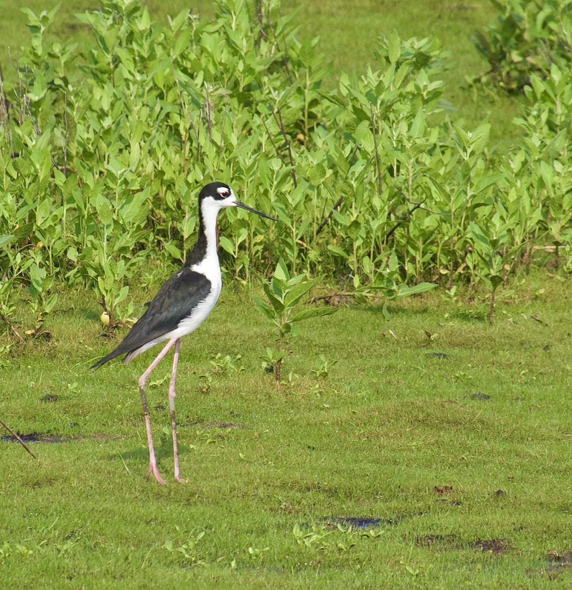 Black-necked Stilt - ML595795331