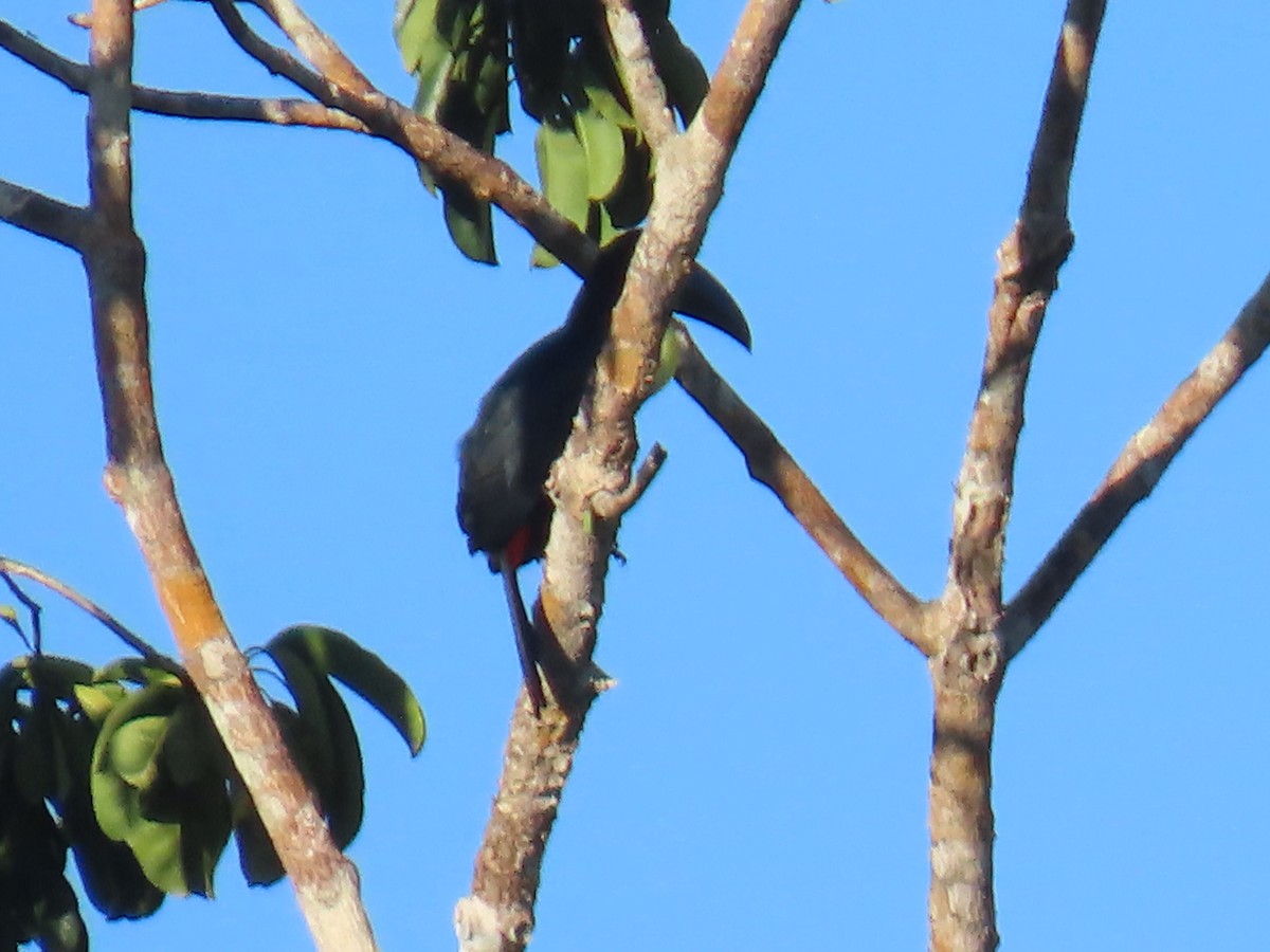 Channel-billed Toucan - ML595795601