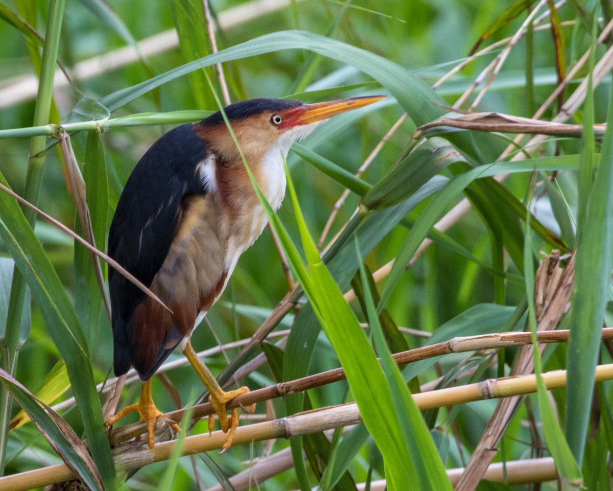 Least Bittern - ML59579591