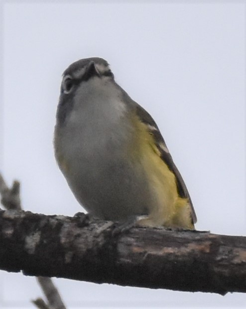 Blue-headed Vireo - Colin Meusel