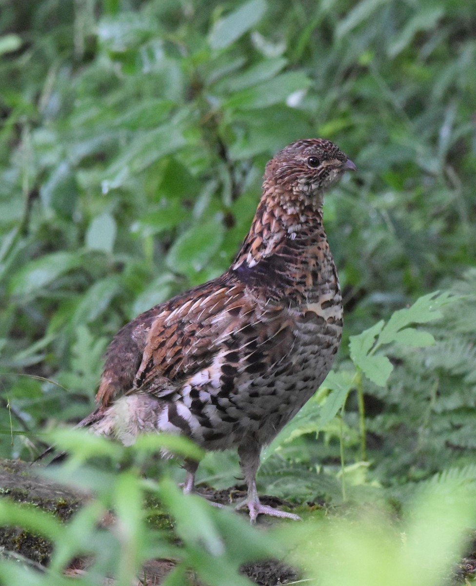 Ruffed Grouse - Colin Meusel