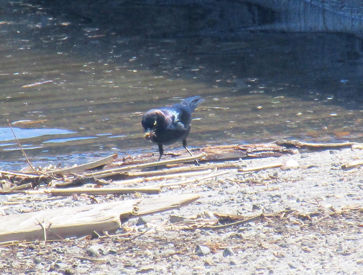 Brewer's Blackbird - Matthew Cozart