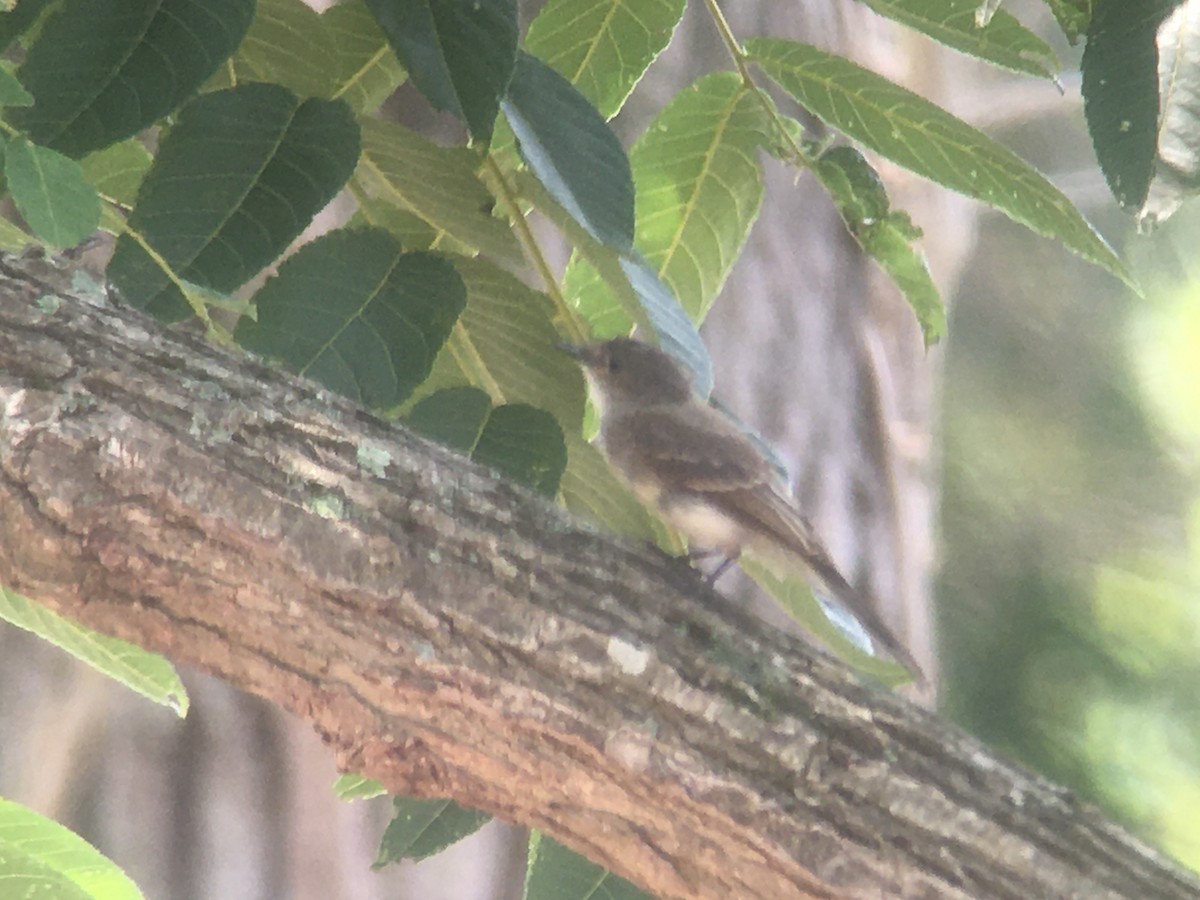 Eastern Phoebe - David Walbeck