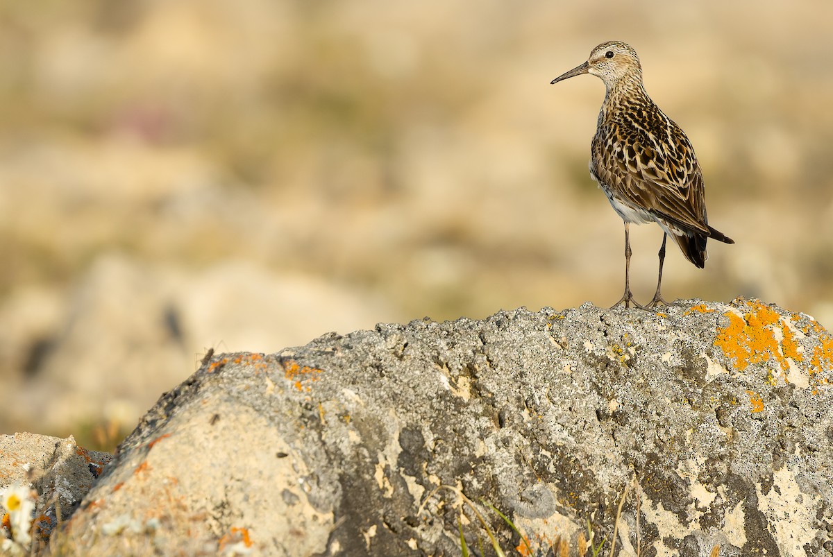 White-rumped Sandpiper - Joachim Bertrands