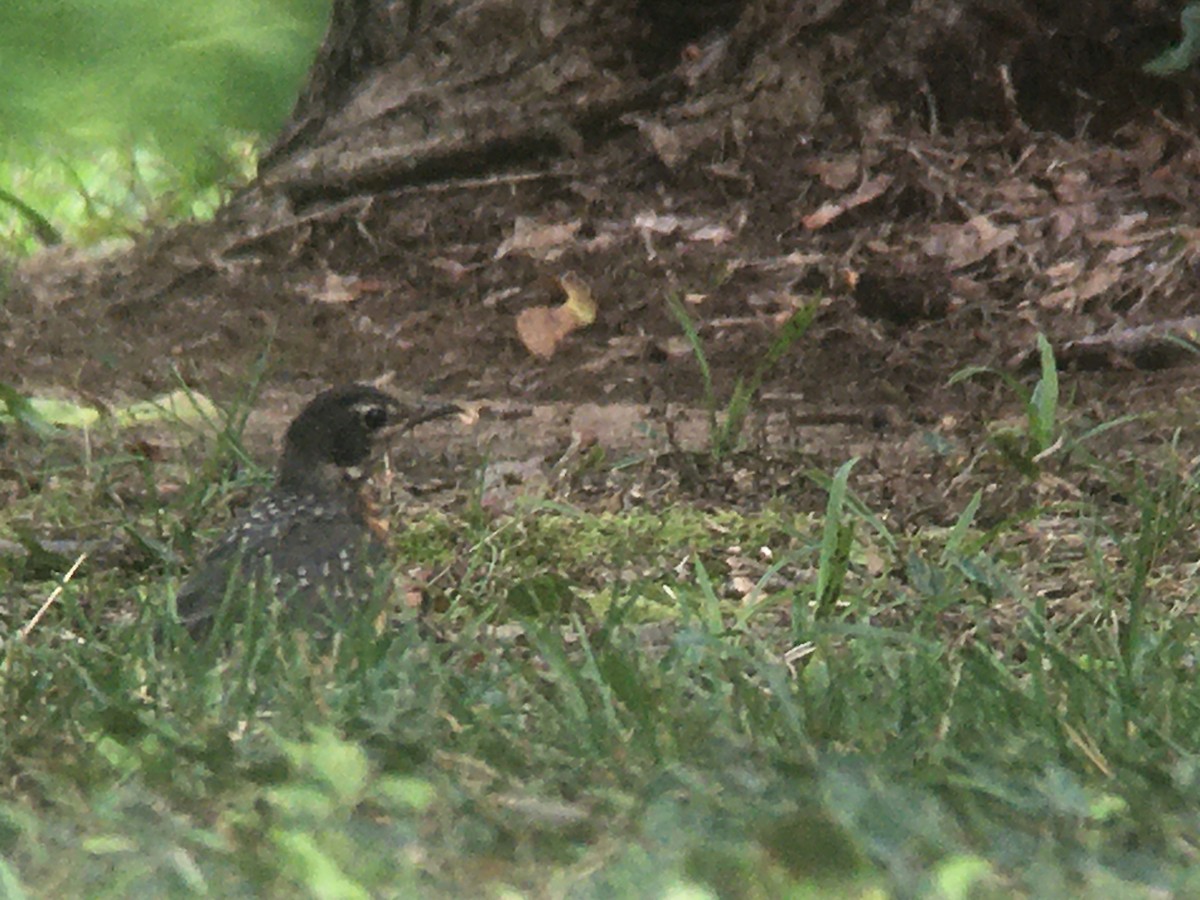 American Robin - David Walbeck