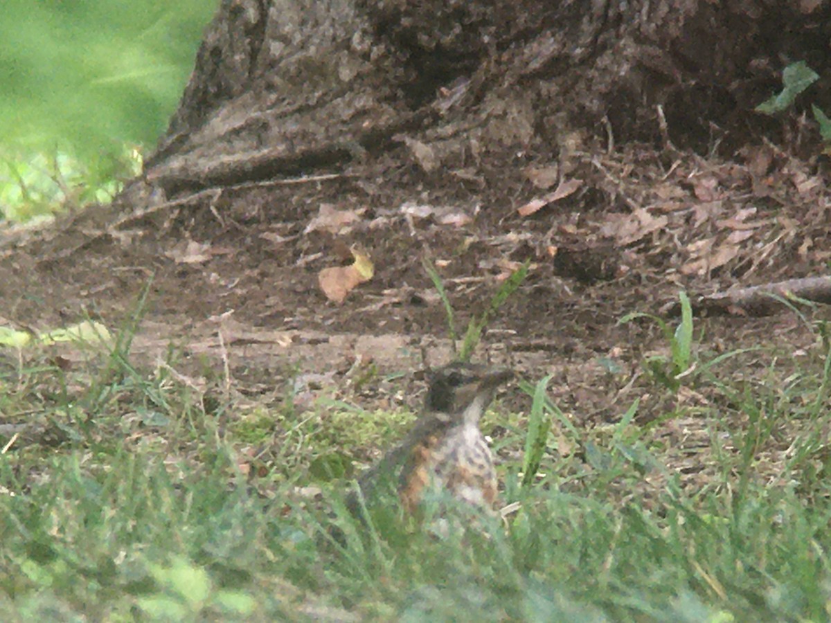 American Robin - ML595797471