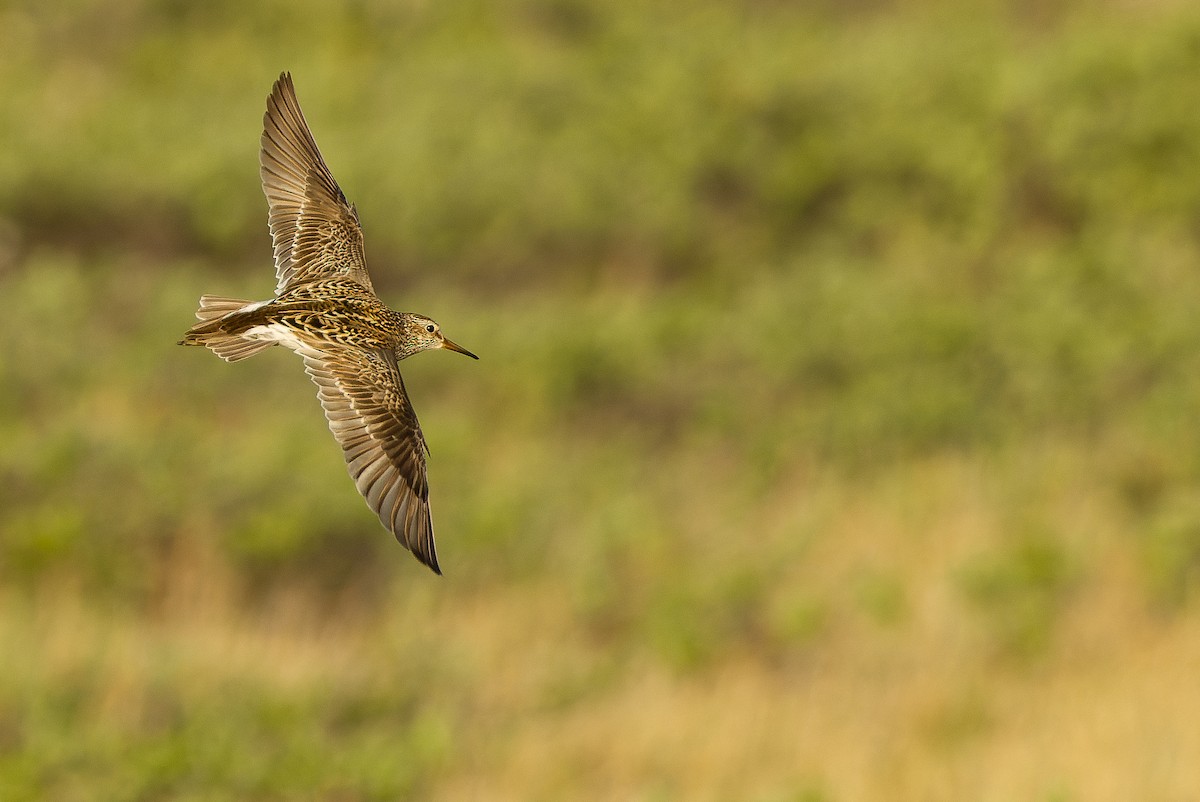 Pectoral Sandpiper - Joachim Bertrands