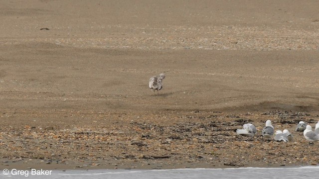 Серебристая чайка (Восточносибирская) - ML595797611