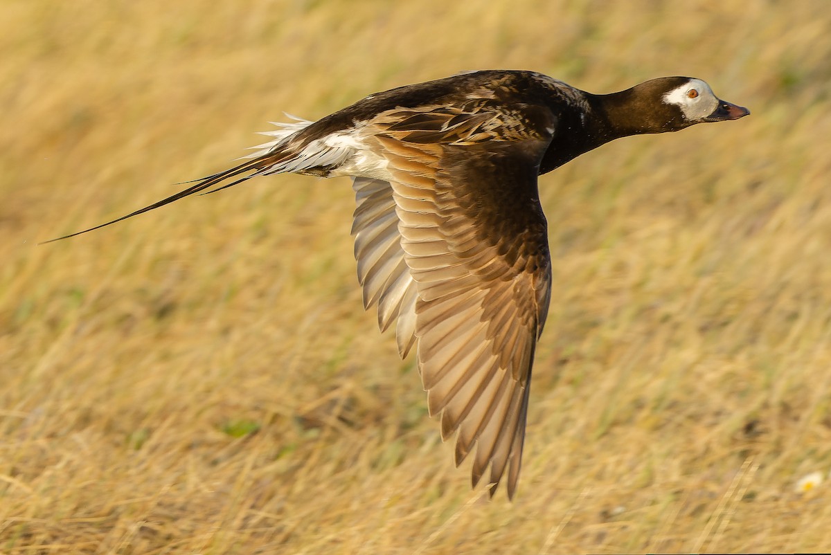 Long-tailed Duck - Joachim Bertrands