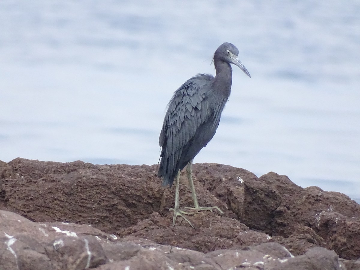 Little Blue Heron - ML595797801