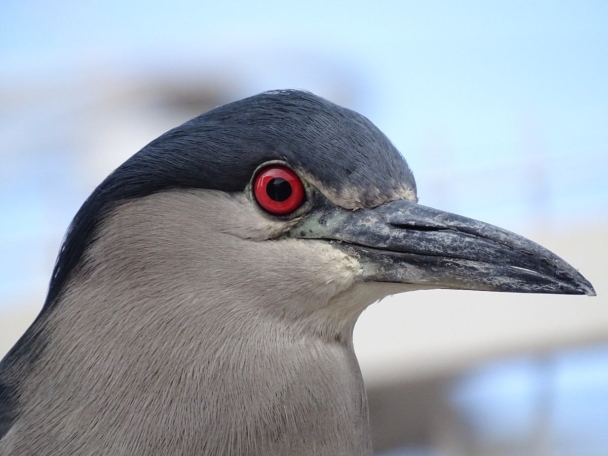 Black-crowned Night Heron - Cristofer Ojeda Asenjo