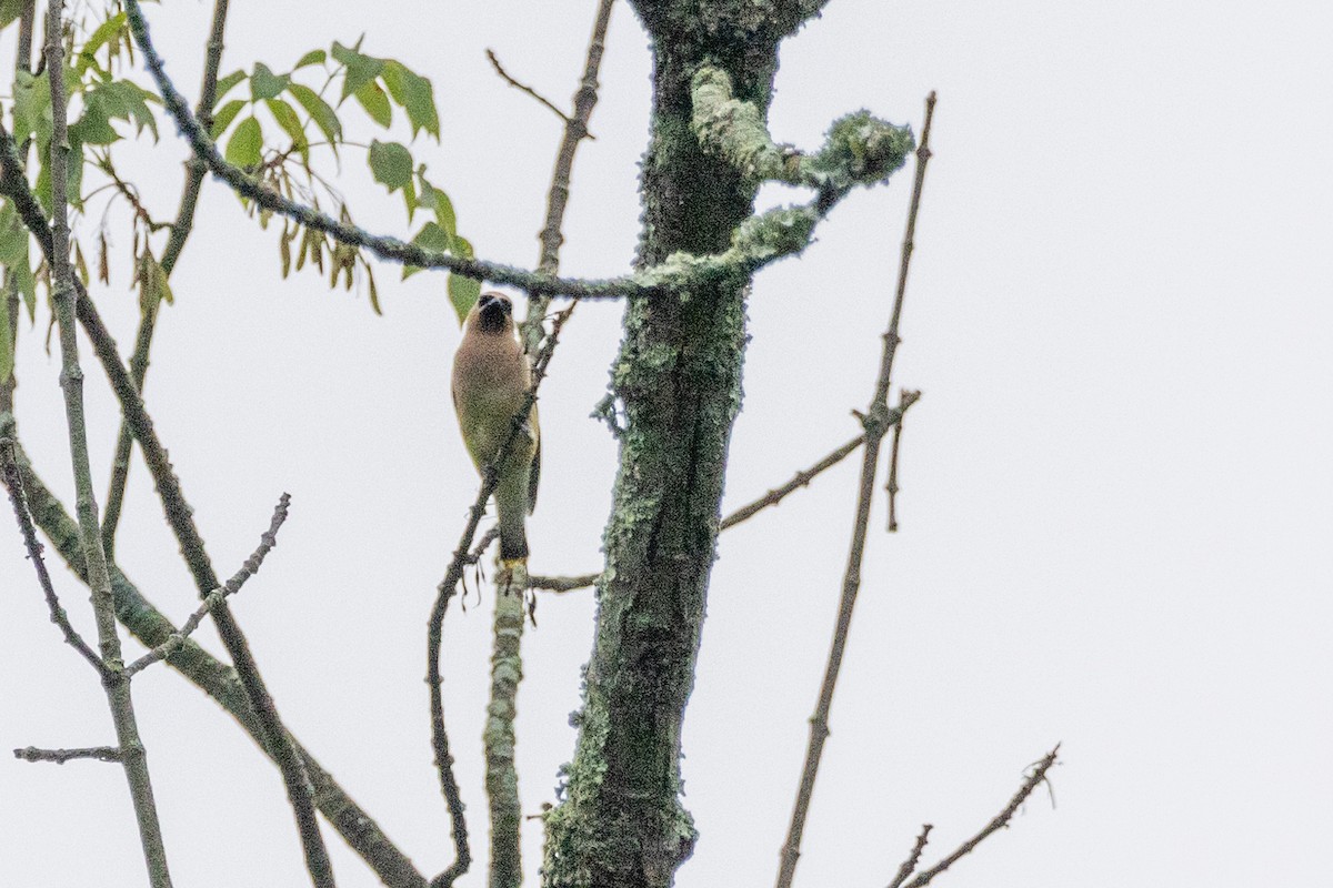 Cedar Waxwing - Walter D