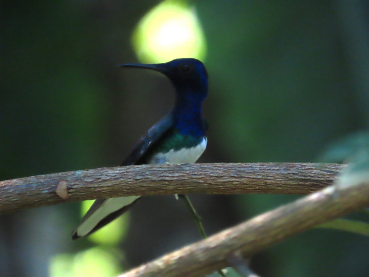 Colibrí Nuquiblanco - ML595799381