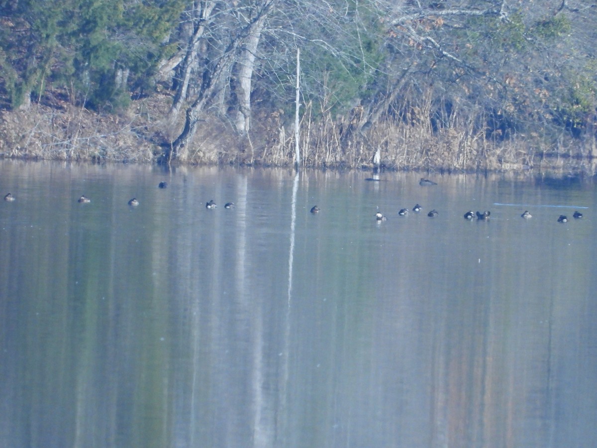 Ruddy Duck - ML595799421