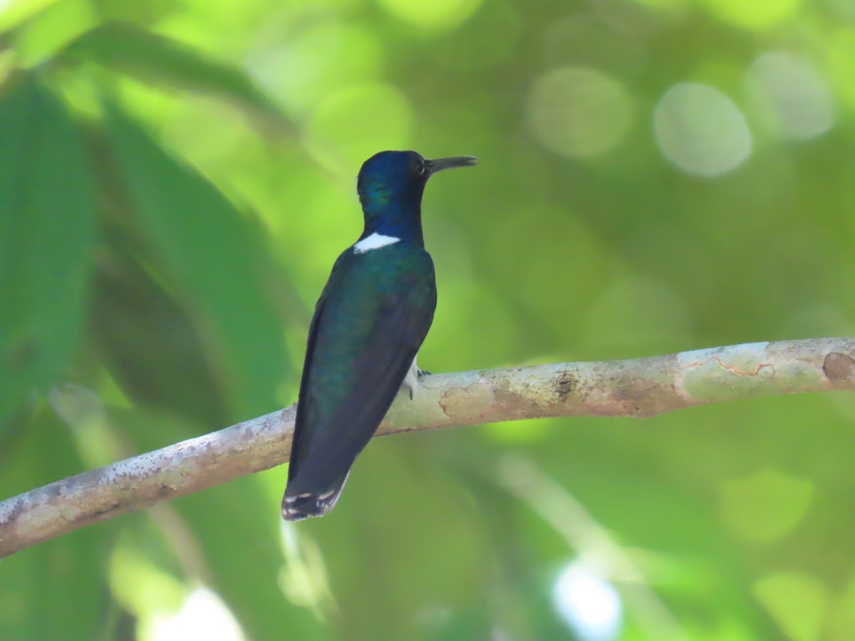 Colibrí Nuquiblanco - ML595799441