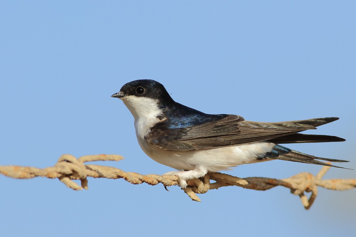 Western House-Martin - Sérgio Correia