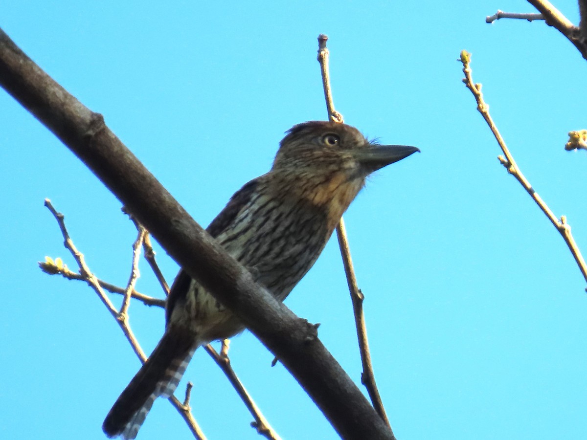 Eastern Striolated-Puffbird - ML595799621