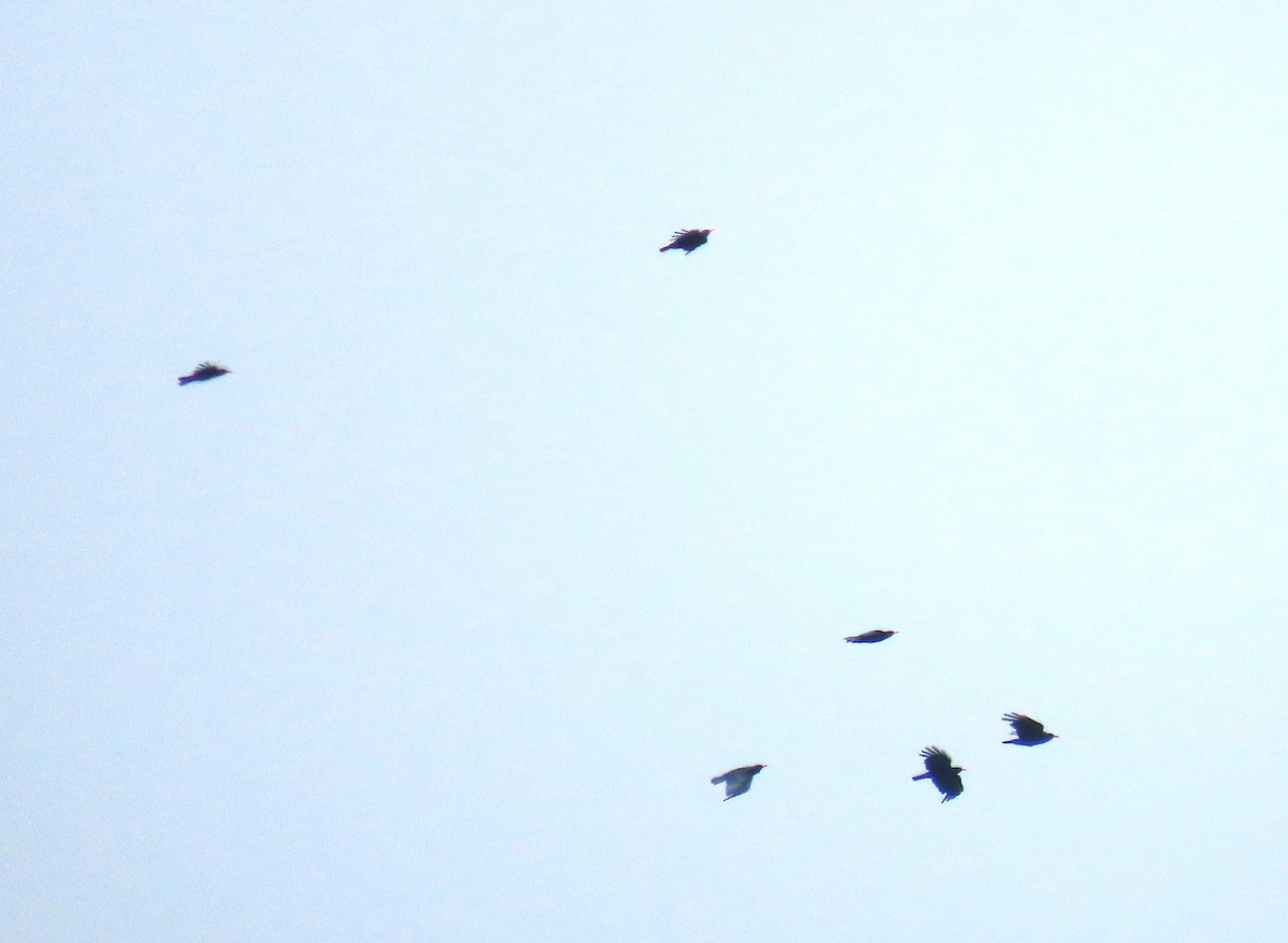 Red-billed Chough - ML595799991