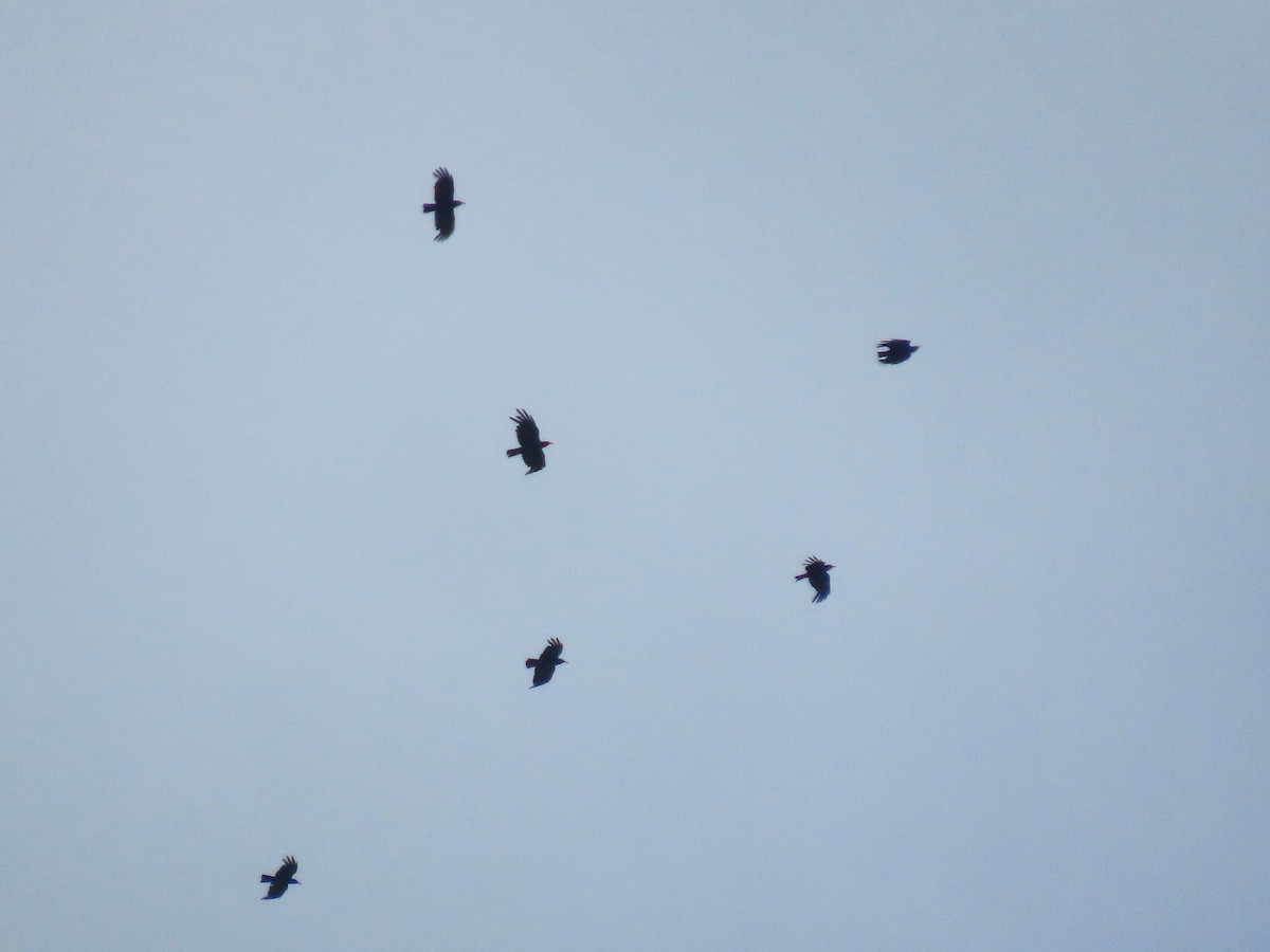 Red-billed Chough - ML595800011