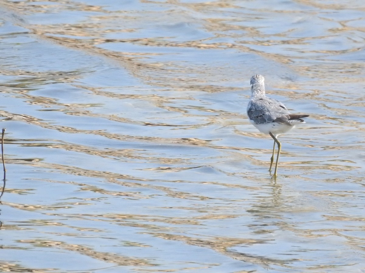 Marsh Sandpiper - ML595800081