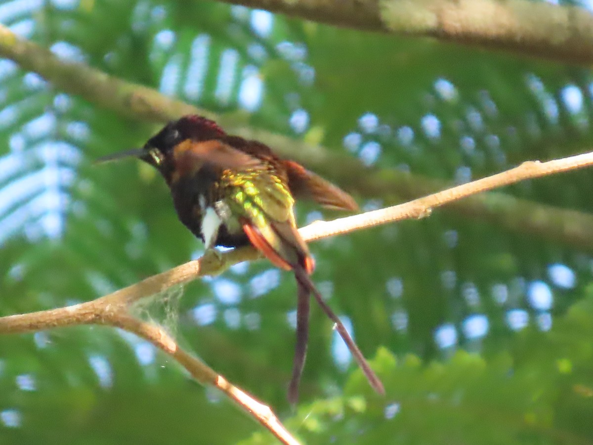 Colibrí Topacio - ML595800271