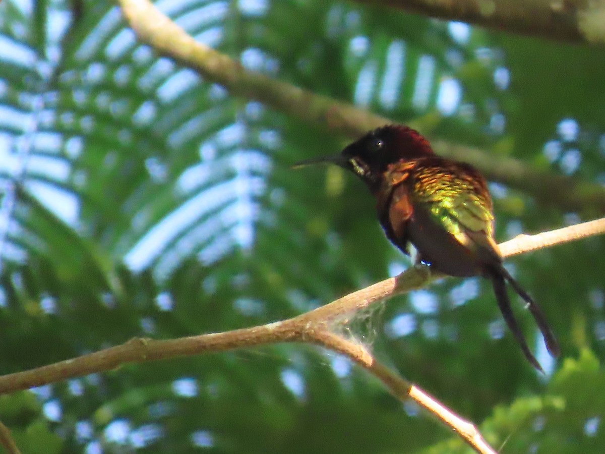 Colibrí Topacio - ML595800311