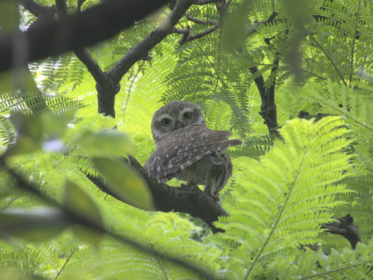 Spotted Owlet - ML595800321