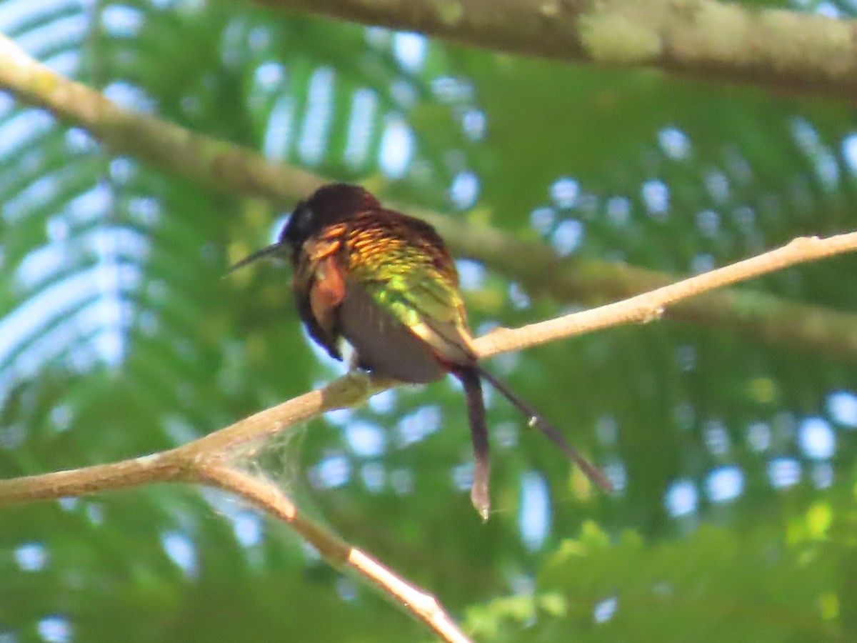 Colibrí Topacio - ML595800391