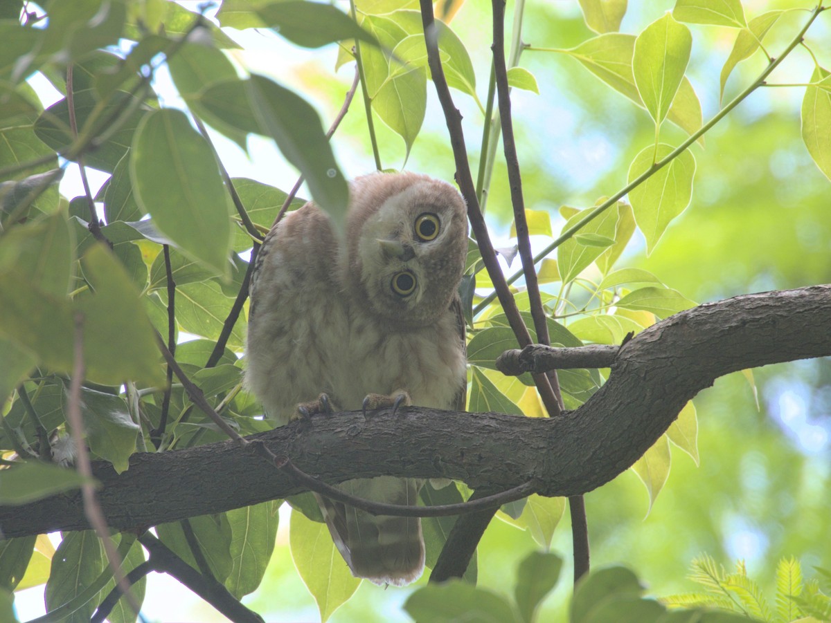 Spotted Owlet - ML595800491