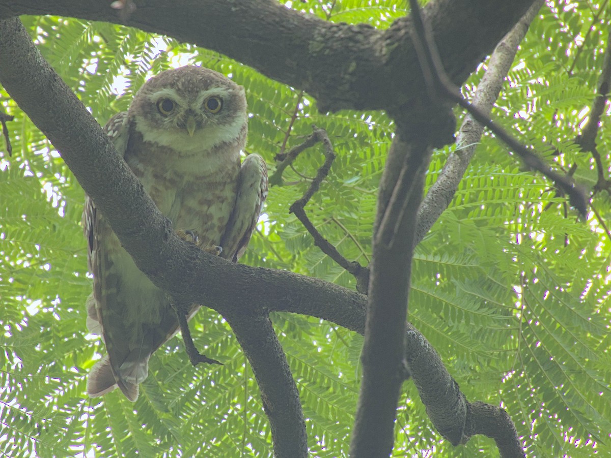 Spotted Owlet - ML595800541