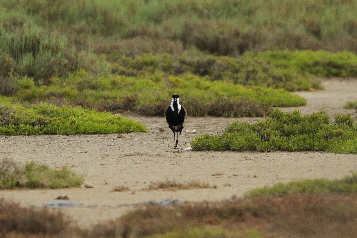 Spur-winged Lapwing - ML595801801